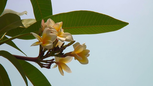 鸡蛋花视频素材