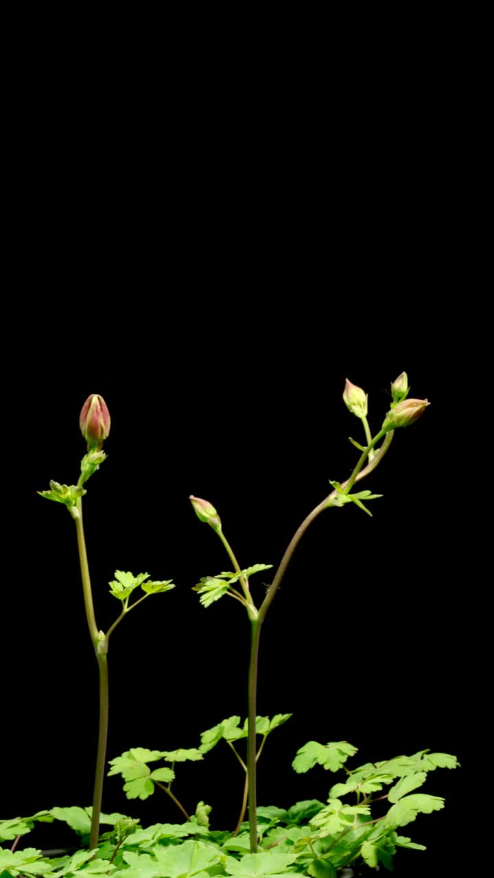 耧斗菜花间隔拍摄视频素材