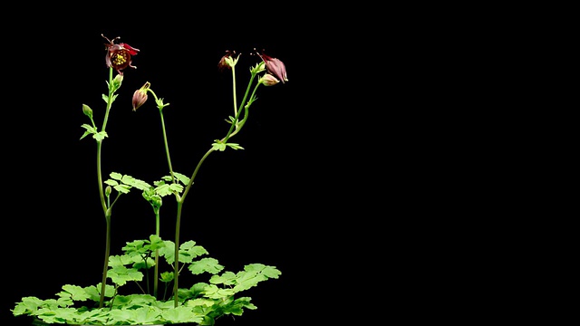 耧斗菜花间隔拍摄视频素材