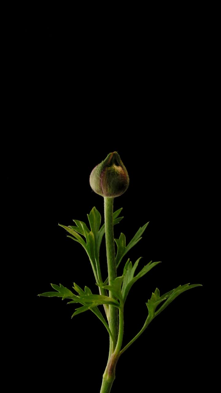 ‘毛茛属植物’花的时间流逝视频素材