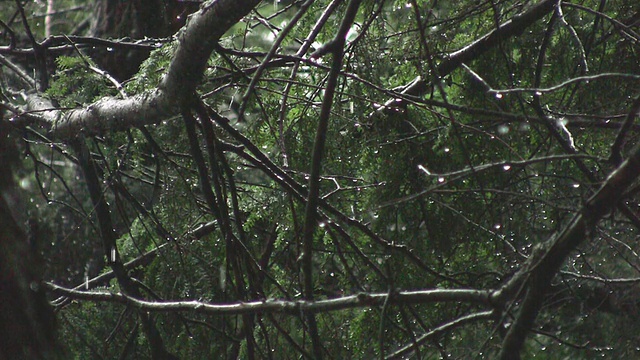 令人毛骨悚然的雨森林。两个镜头。视频素材