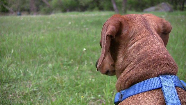 警觉的微型腊肠犬向外张望的特写视频素材