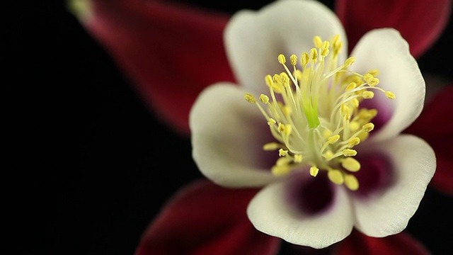 花耧斗菜视频素材