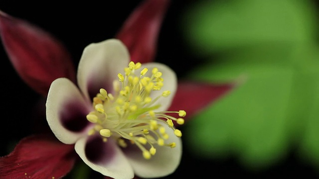 花耧斗菜视频素材