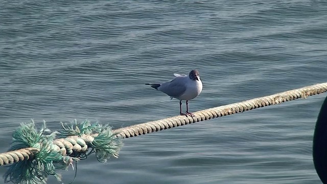 海鸥在港口的绳子上视频素材