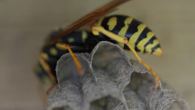 黄夹克黄蜂在巢上视频下载