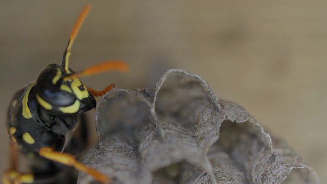 黄夹克黄蜂倾向于在巢中产卵视频下载