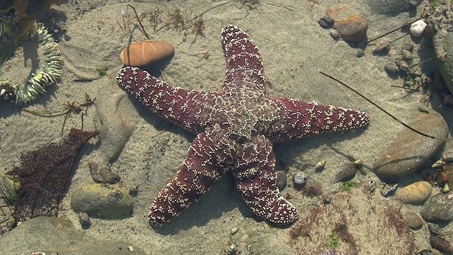 太平洋潮汐池中的栗色海星视频素材