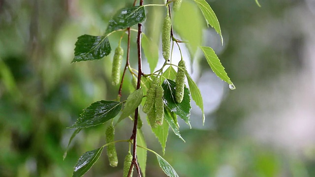 桦树下起了雨视频素材