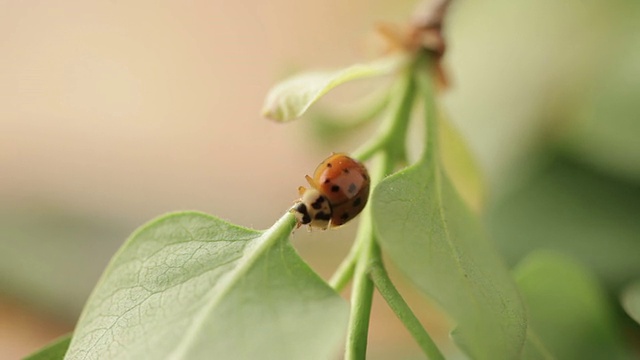 瓢虫甲虫宏视频素材