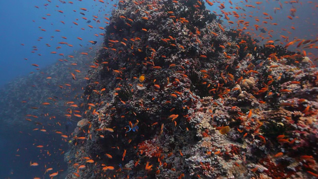 热带海洋中的海洋生物视频素材