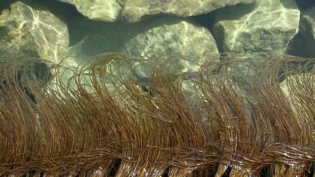 藻类在水里视频素材