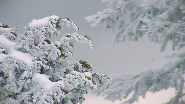 白雪覆盖的分支视频素材