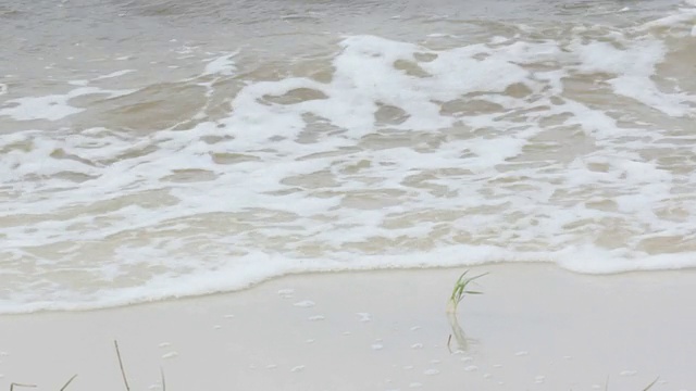 海草在波视频下载