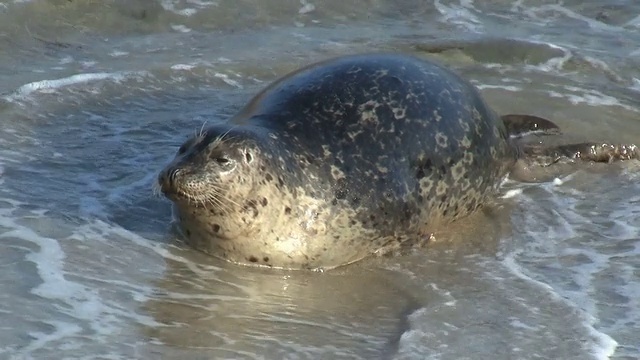 海滩上的野生海豹视频素材