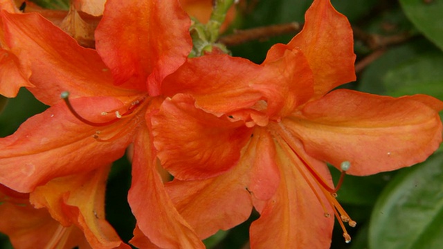 桔黄色开花杜鹃花(杜鹃花科)植物视频素材