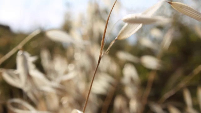 野生植物视频素材