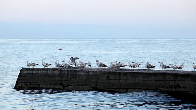 海鸥视频素材