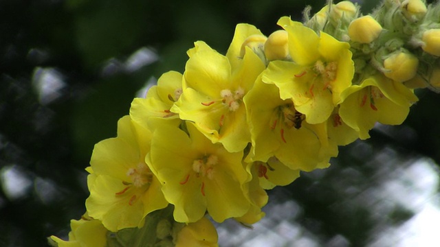 毛蕊花属视频下载