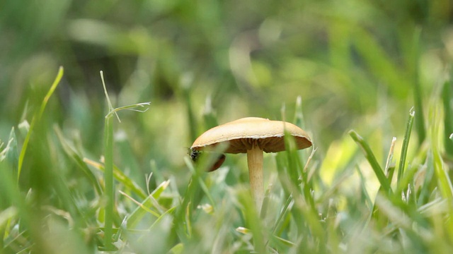 瓢虫和蘑菇视频素材