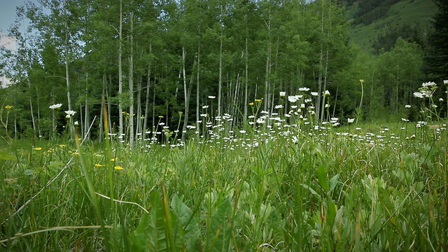 科罗拉多夏季高山野花和山杨树林循环视频素材