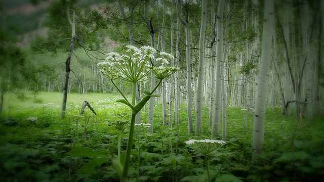 科罗拉多夏季高山野花和白杨树林绿色森林视频素材