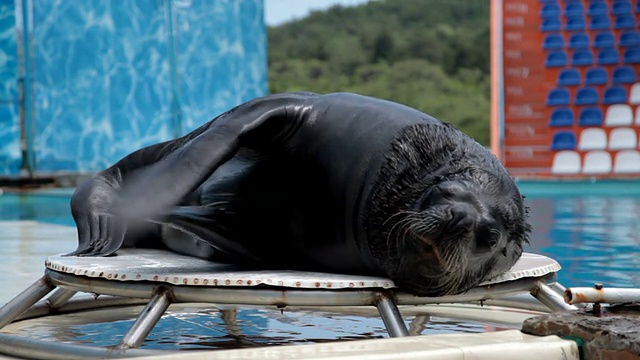 海狮玩视频素材