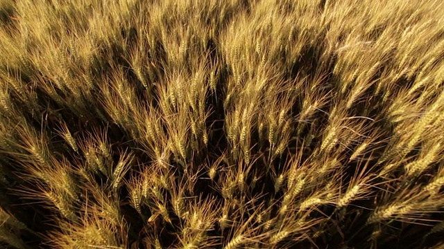 wheatfield的视频素材