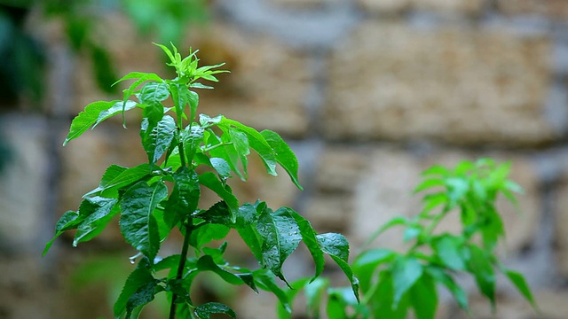 绿色植物视频素材