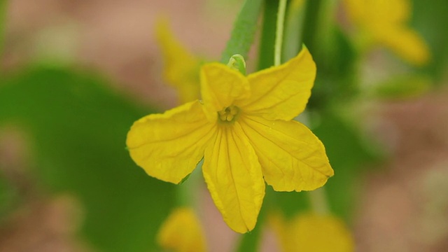 黄瓜花特写视频素材