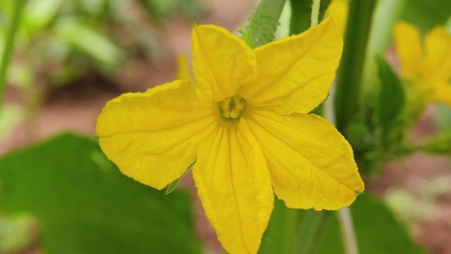 黄瓜花特写视频素材