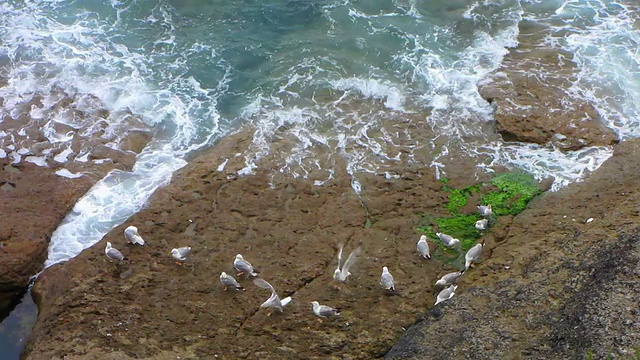 HD:海边的海鸥视频下载