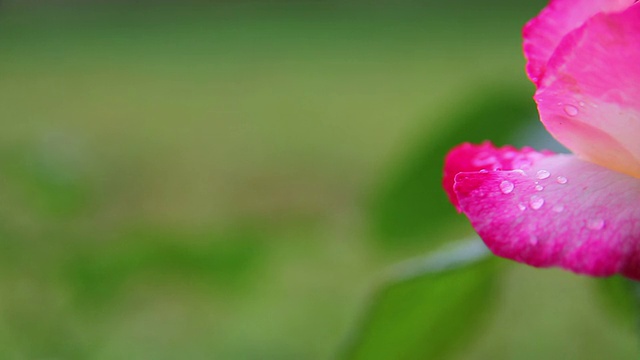 玫瑰特写视频素材