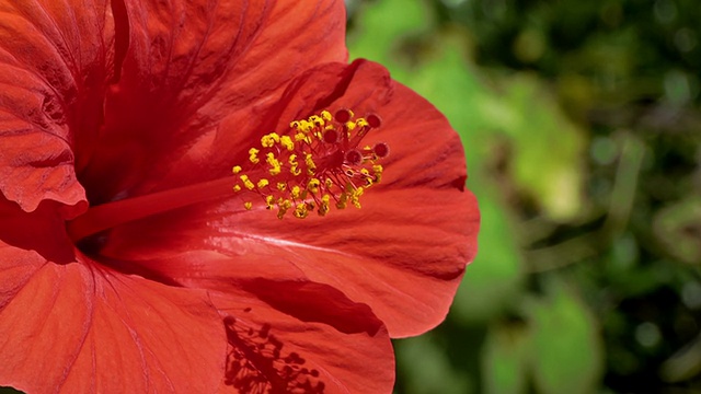 芙蓉视频下载