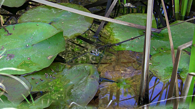 青蛙在池塘里视频素材