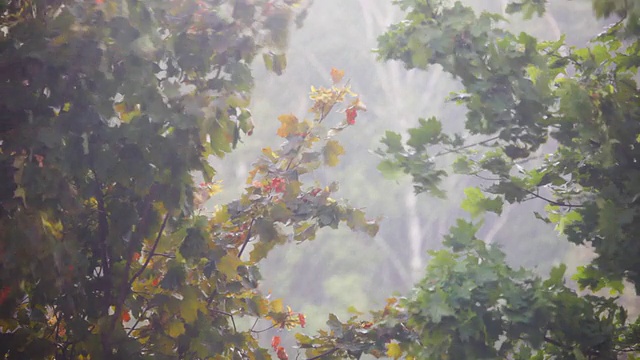 多雨的秋天的天气视频素材