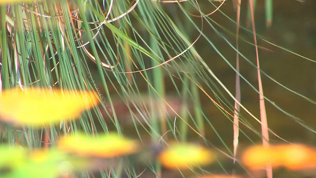 高清水面与芦苇，特写视频素材