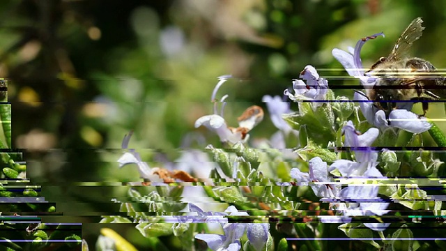 迷迭香花丛中的蜜蜂视频素材