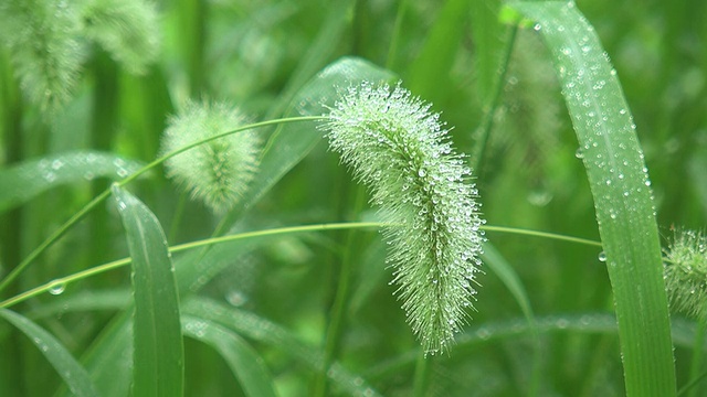 青草带着晨露视频素材