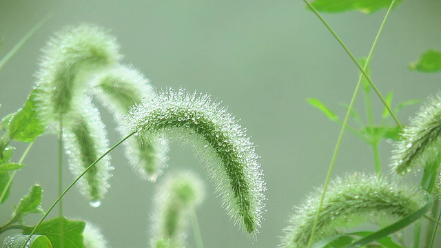 青草上的晨露视频素材