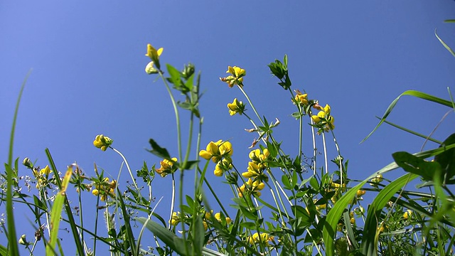 黄色的花视频素材