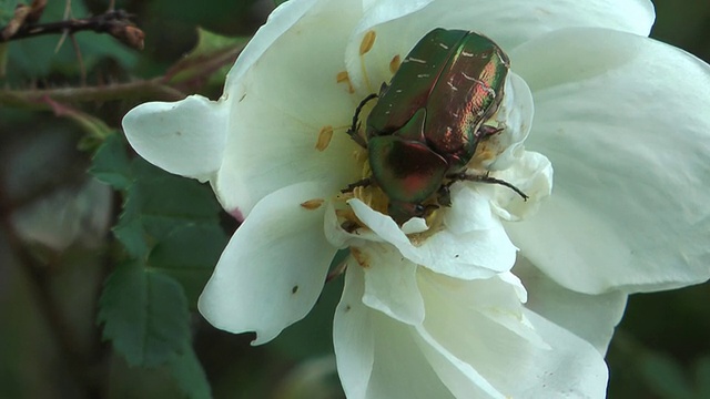 Cetonia aurata。视频素材