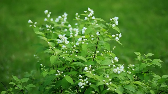 茉莉花视频素材