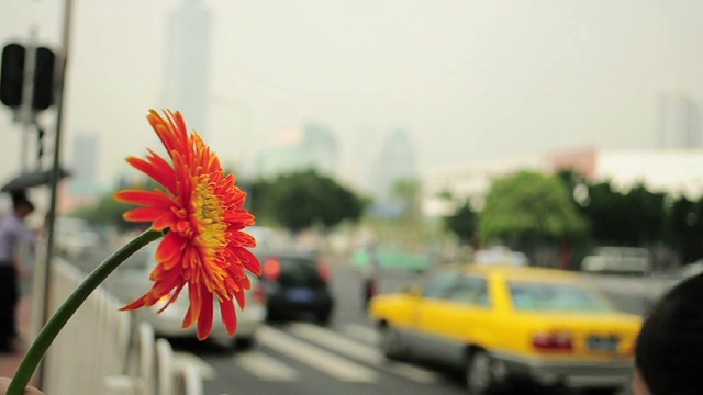 花的城市视频素材