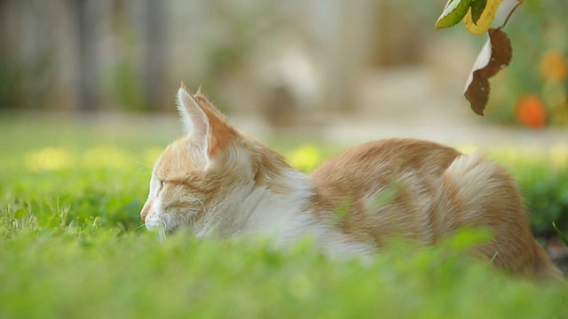 猫视频素材