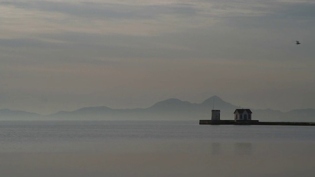 海鸥飞视频素材