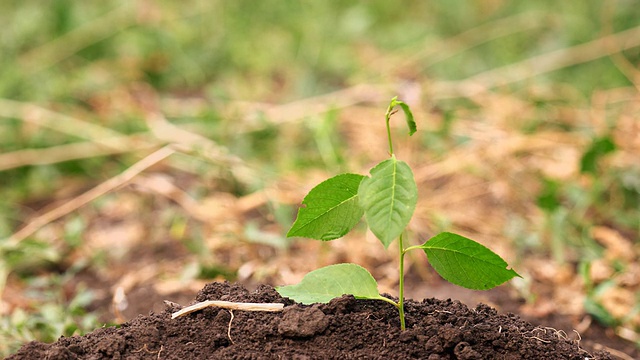 蔬菜园里的绿草嫩枝正在干燥视频素材