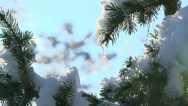 雪落在冷杉树上视频素材