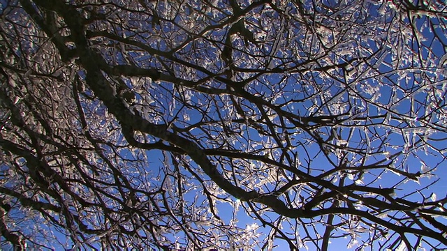 树在雪视频素材