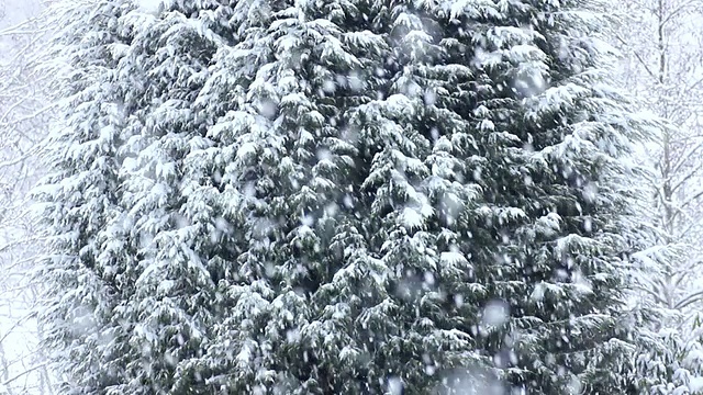 下雪winterscene下降视频素材